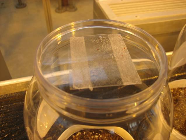 Voor het terugvangen van de volwassen tripsen (Figuur 3) worden de schroefdeksels vervangen door de deksels van plastic petrischalen (9.