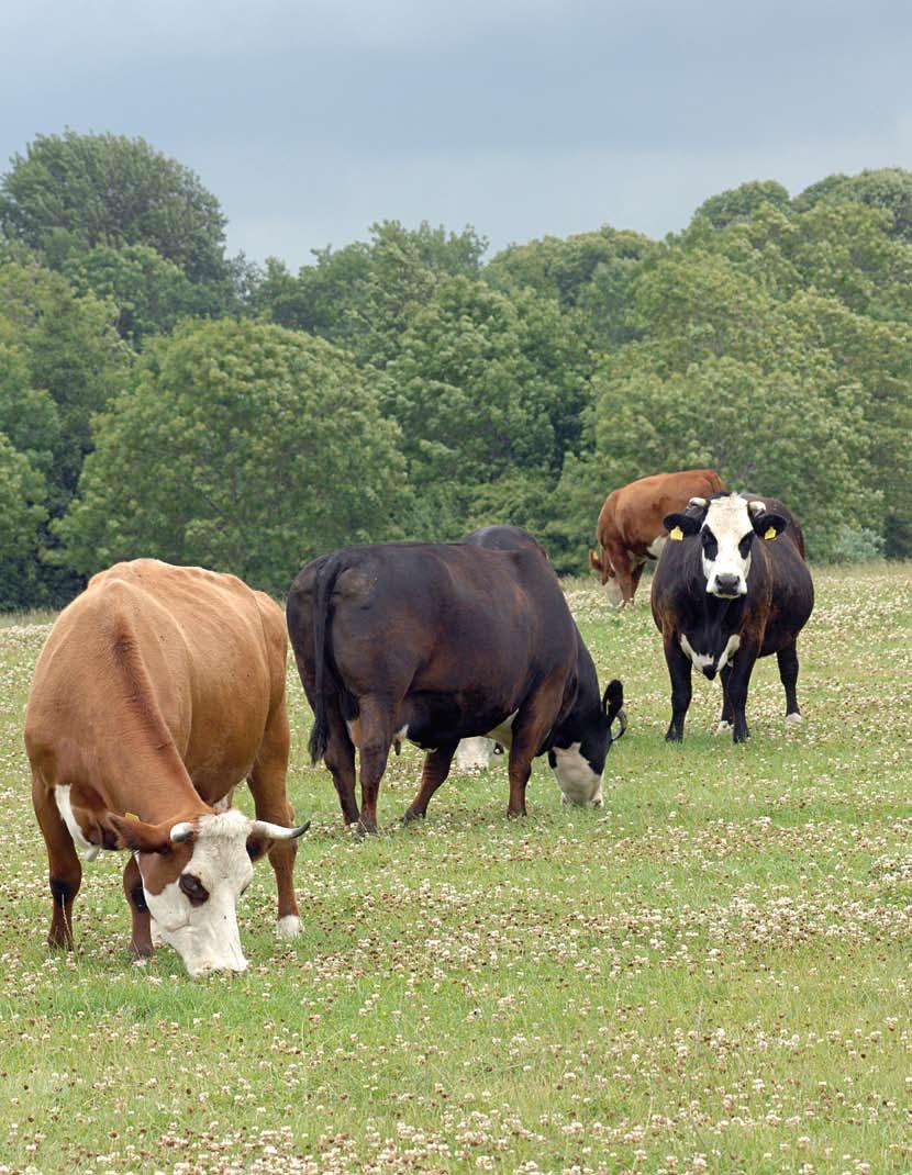 Duurzame, vruchtbare, robuuste koe Voor de