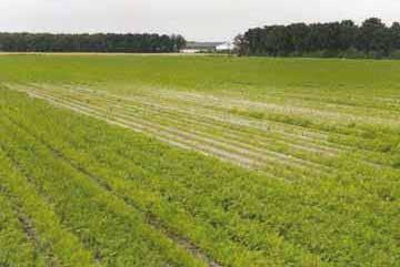 Gewas: peen/schorseneer Plek in het veld 2.