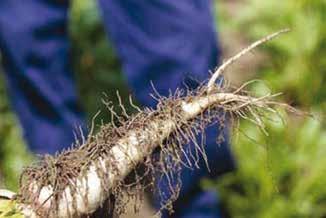 De aantasting is eenvoudig te verwarren met Rhizoctonia.