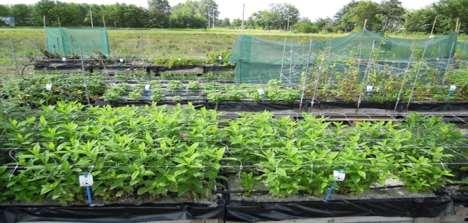 4.3.5 Phlox De Phlox deed het in het tweede jaar goed. Het teeltsysteem op de kisten voldeed goed. Vervroeging in de kas en verlating door later inhalen bleek goed mogelijk.