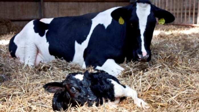 Een koe met melkziekte is echter koud en sloom en reageert op CaMginfusen. Een koe met een fosfortekort is niet koud, hij is alert en reageert niet op deze infusen.