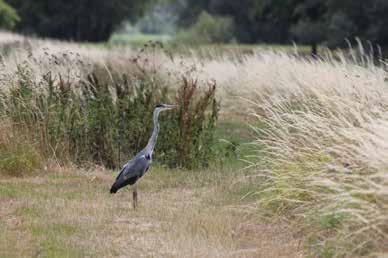 In Werkendam ligt het mooie complex Copakadijk, waar -met een knipoog naar het beroemde