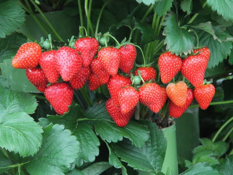 16 Plant eens aardbeien in hanging baskets. Sluit ook al je hanging baskets aan op het watergeefsysteem.