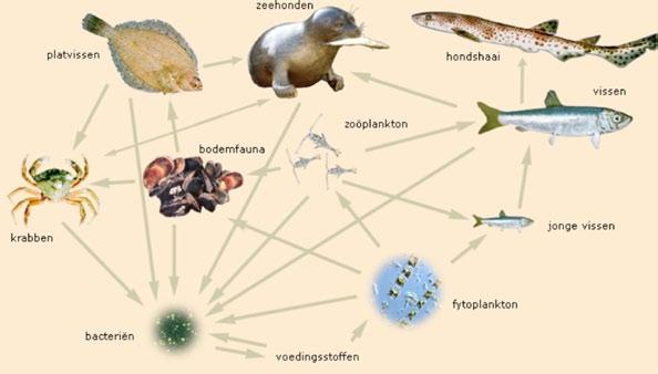 Een voedselweb In zee zijn de verschillende voedselketens meestal geen simpele ketting, maar hebben allerlei dieren en planten relaties met elkaar.