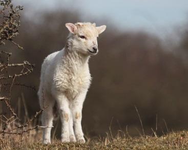 Nee het is geen grap: op 1 april is het écht lammetjesdag bij Natuurmonumenten in