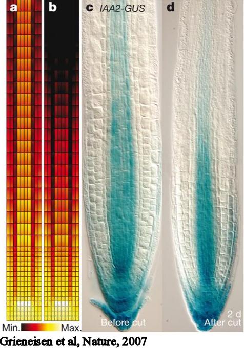 patroon leidt tot auxine gradient Binnenste cellagen: PINs naar beneden Buitenste