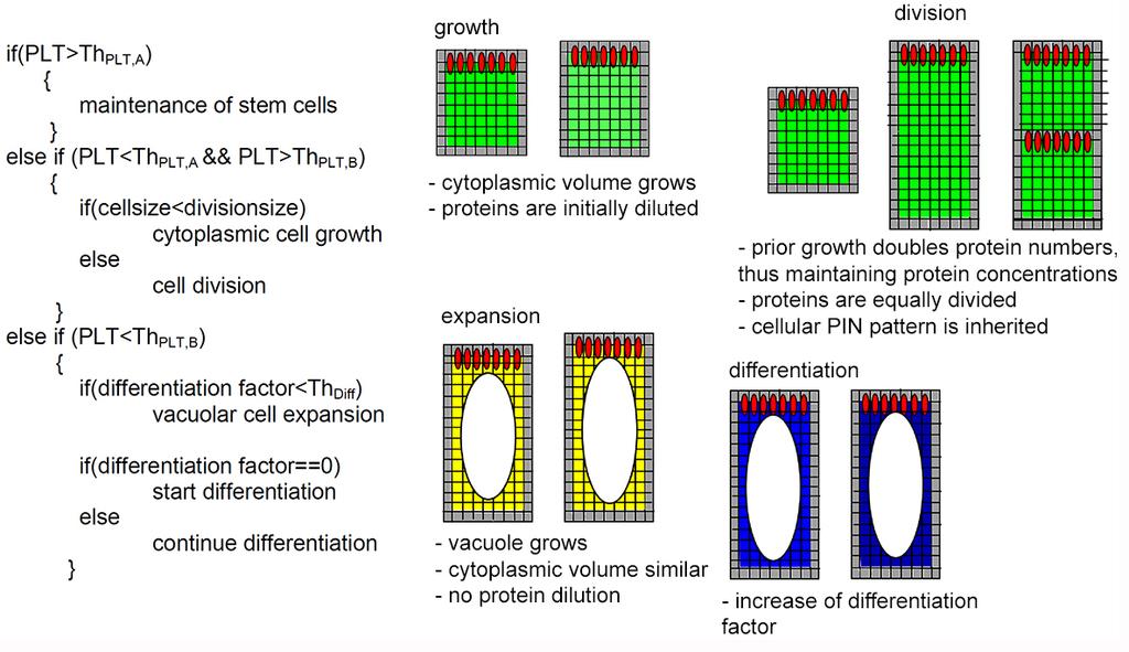 Wat wiskunde en informatica details Gen expressie: Differentiaal vergelijkingen voor productie en degradatie: Auxine transport: