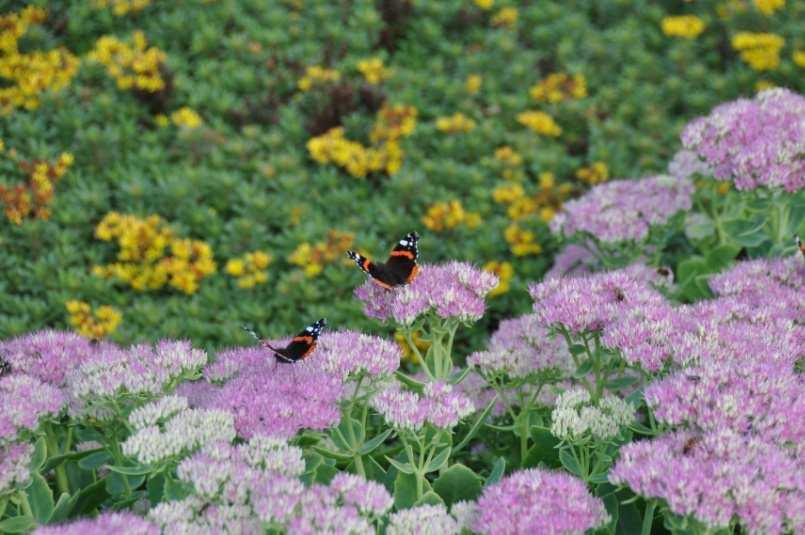 basis voor biodiversiteit Bijen en