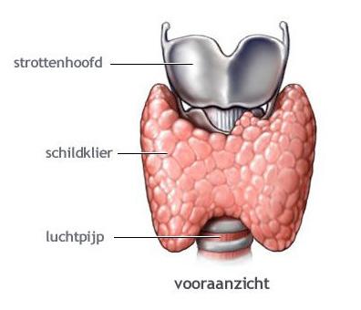 in een kleine klier onder aan de hersenen (de hypofyse). De schildklier maakt schildklierhormonen aan.