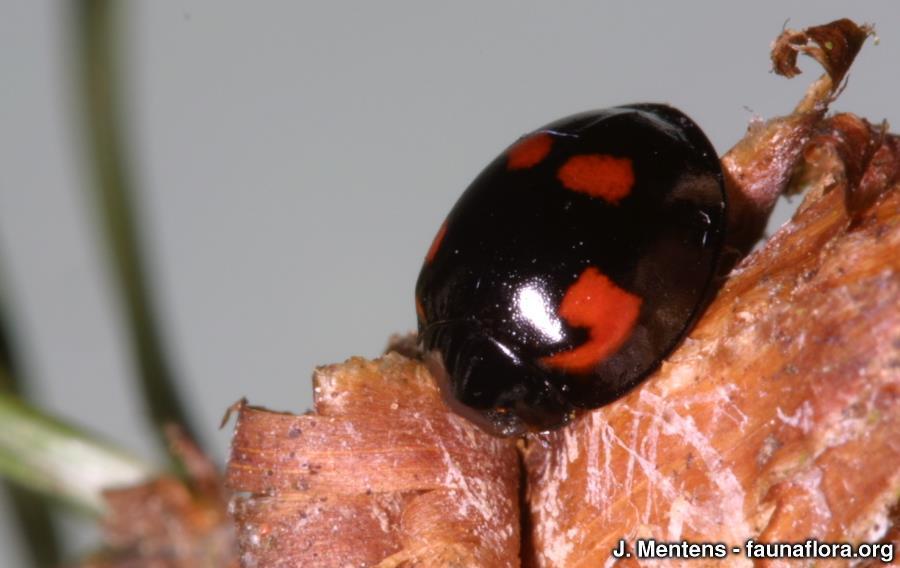 4-vleklieveheersbeestje Kenmerken: 3-5 mm. Samen met heidelieveheersbeestje is dit een klein bolvormig dier met een geheel zwart halsschild en zwarte dekschilden met rode vlekken.