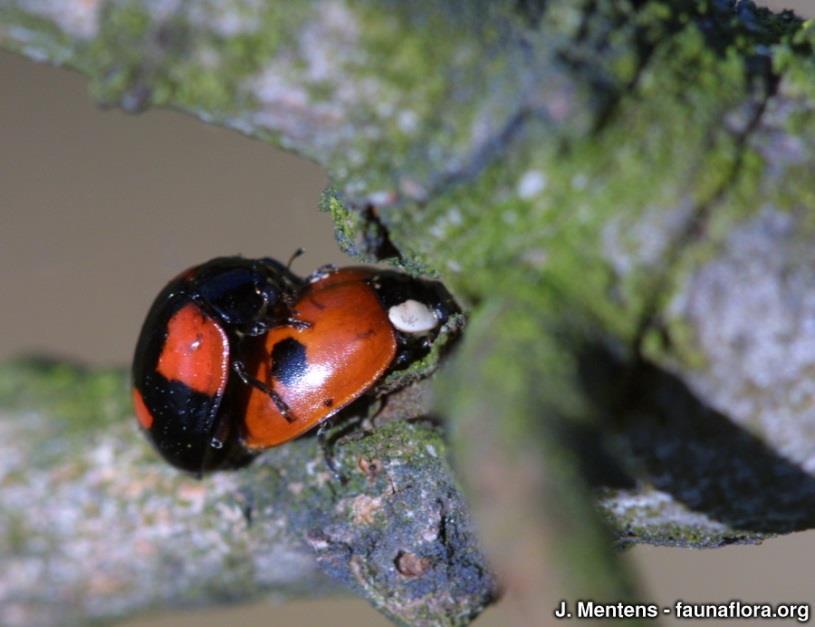 2-stippelig lieveheersbeestje (boven zwarte vorm, onder rode vorm) Kenmerken: Imagines 3,5-5 mm groot. Kleur van dek- en halsschild zeer variabel.