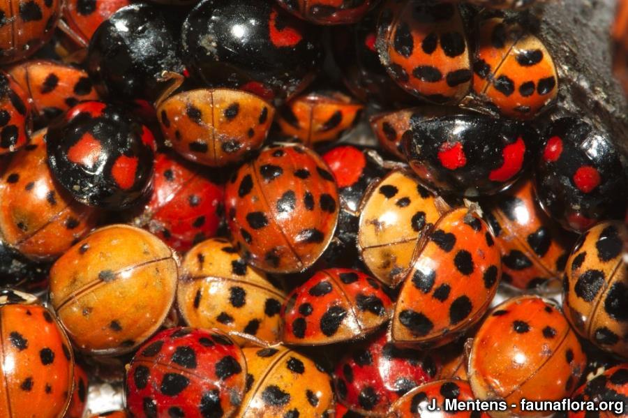 veelkleurig Aziatisch lieveheersbeestje Kenmerken: 5-9 mm. Zeer variabel lieveheersbeestje.