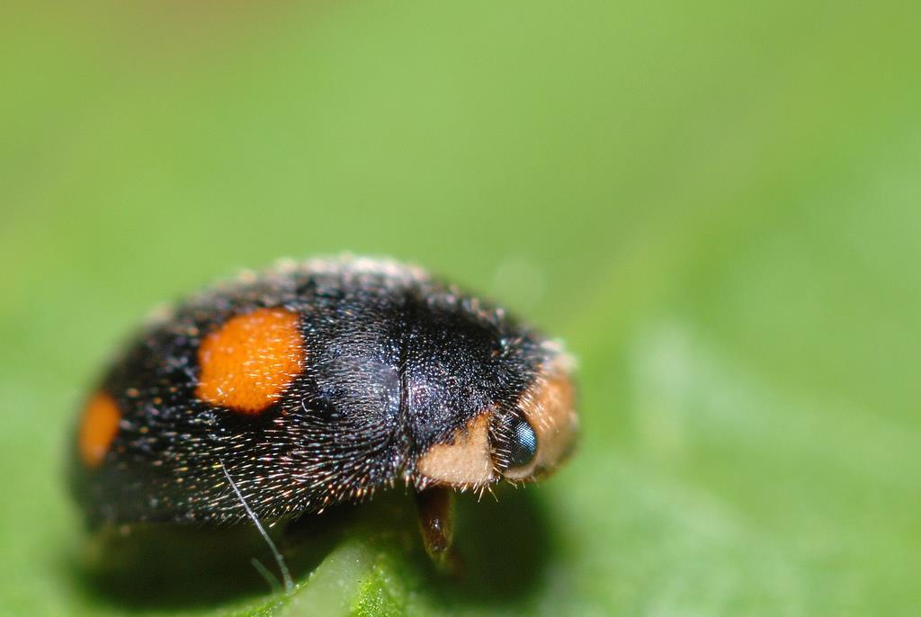 Behaard lieveheersbeestje Kenmerken: 2,5-3,5 mm.