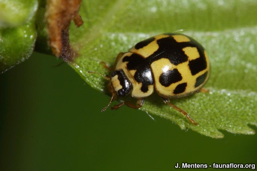 14-stippelig lieveheersbeestje Kenmerken: 3,5-5 mm. In principe gemakkelijk te herkennen aan de hoekige vlekkentekening.