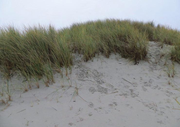 Schiermonnikoog Kenmerkend voor alle Waddeneilanden is dat er periodiek een grote zandbank aanlandt op de eilandkop. Voor Schiermonnikoog gebeurt dat om de grofweg 60 tot 80 jaar.