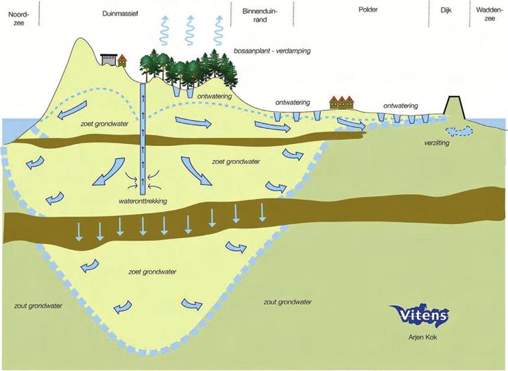 2 2.3 Hydrologische systeem Schiermonnikoog Arjen Kok, Vitens De zoetwaterbel in de hoge duinen van West-Schiermonnikoog vormt het hydrologisch hart van Schiermonnikoog.