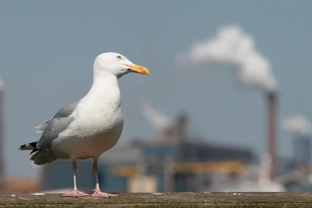 IJmuiden Rauw aan Zee Thea Olivier,