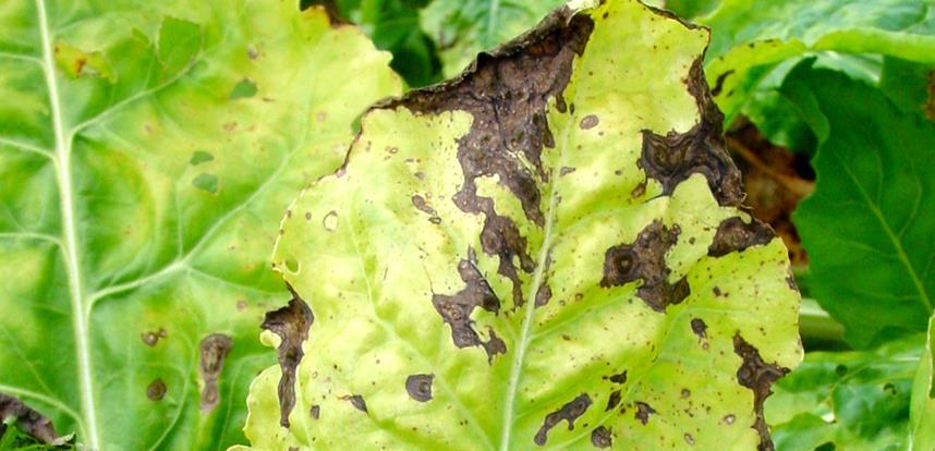 Bruine vlekken met concentrische cirkels Alternaria : pas de traitement geen