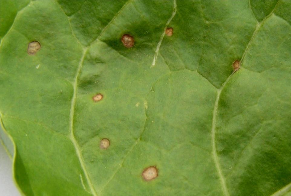 Cercospora 9 Petites