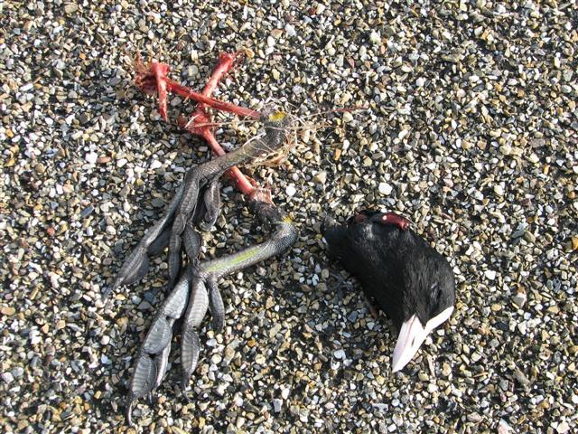 2 Werkwijze Sinds 1995 worden in Zeeland systematisch resultaten van broedende (nestvondsten) en territoriumhoudende roofvogels (broedparen) verzameld.