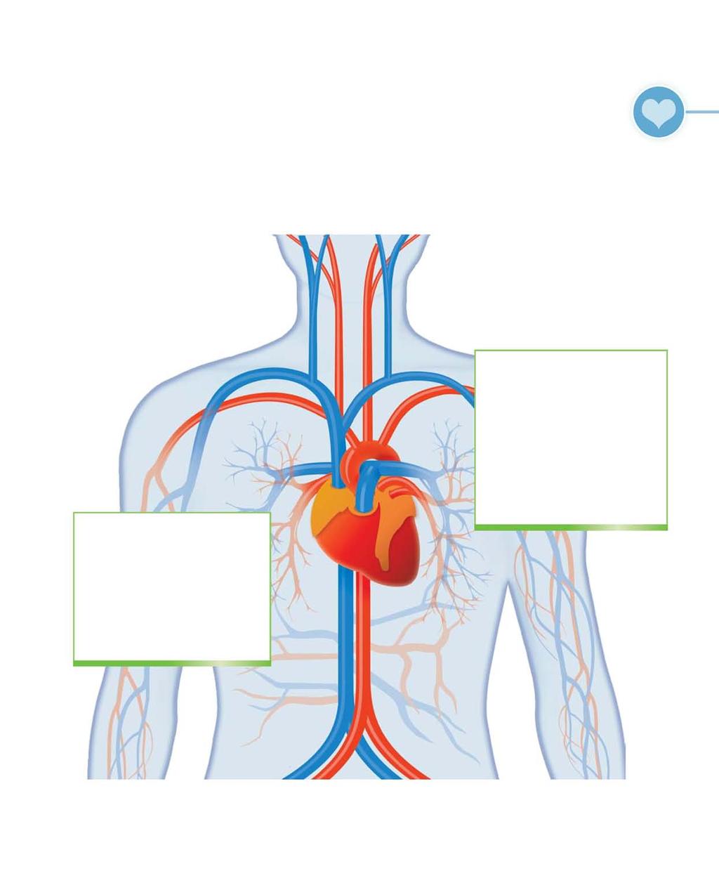 Voedingssupplementen en speciale producten 37 Het cardiovasculair systeem Wie zijn cardiovasculair systeem daadkrachtig wil ondersteunen, kan dit aan de hand van eenvoudige werkzame middelen.