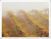 The Vineyards Beringer bezit verschillende wijngaarden in Californïe.