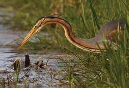 Grote modderkruiper Soort van verlandingssituaties met een dikke modderlaag en een uitbundige waterplantengroei in laag dynamische overstromingsvlakten en moerasgebieden.