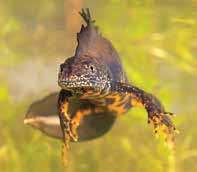 Zijn voedsel vindt hij in ondiepe sloten en oeverzones en bestaat uit kikkers, muizen en vissen (waaronder de grote modderkruiper). Kamsalamander Watersalamander van kleinschalige landschappen.