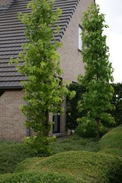 hangende twijgen gele bloemen in mei-juni Betula pendula Youngii: treurberk, prieelberk Pyrus salicifolia Pendula : treurperelaar Pyrus salicifolia Pendula