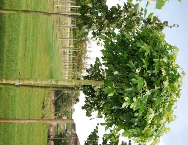 Bolbomen Ideaal voor lagere tuinen Fraxinus ornus Meczek