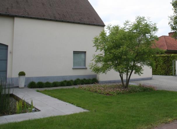 Meerstammige als solitair Acer (esdoorn) en Cornus (kornoelje) in cultuurvariëteiten Amelanchier lamarckii: krentenboompje Osmanthus heterophyllus: schijnhulst wintergroen Koelreuteria paniculata: