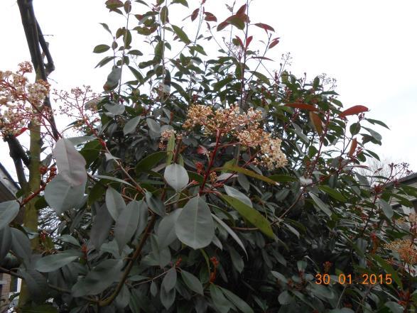 Photinia x fraseri Red Robin Quercus