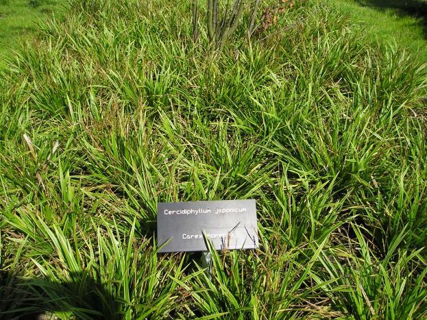 Groenblijvende grassen Carex morrowii: zegge