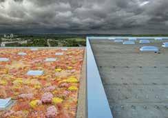 Onderhoudsarm Verschillende Sedum soorten Toepasbaar wanneer het dak voldoende draagkracht heeft Als op een dak met een dakhelling van 0 wegens oneffenheden en niveauverschillen plassen van 0 0 mm