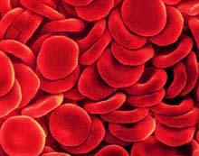 Embryonic stem cells made into functioning red blood cells Researchers from Japan describe a process that takes human embryonic stem cells and induces them to produces functional, oxygen-carrying red