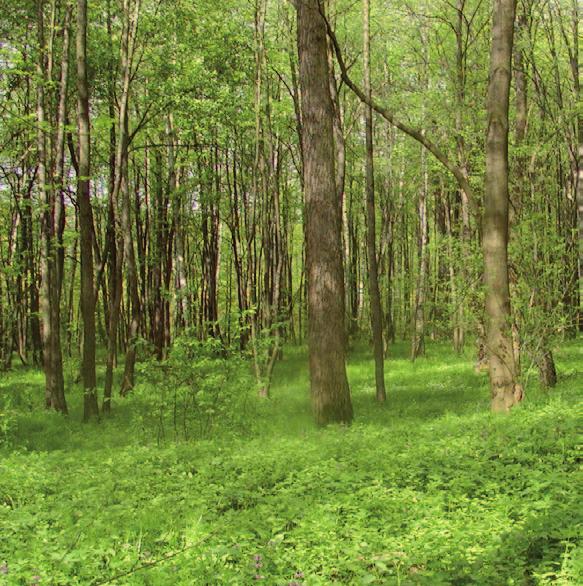 v o g e l k e r s - e s s e n b o s ( V E ) Het vogelkers-essenbos is opgebouwd uit een boskern en een bosrand: Boskern: Verhouding: St/groep: Formaat: Bomen (80%): Alnus glutinosa (zwarte els) 5% 5