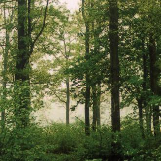 e i k e n - e s s e n b o s ( E E ) Het eiken-essenbos bestaat uit een hoger/droger deel op de beekeerdgronden (I) en een lager/natter deel op de venige beekdalgronden (II): i ii % St/groep: %