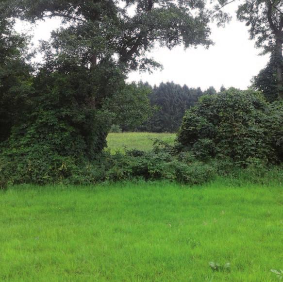 toepassen (bijvoorbeeld els) en droogte minnende soorten bovenaan