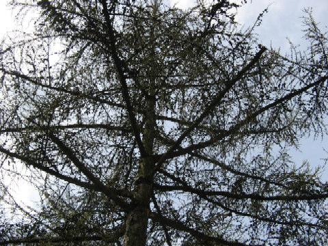 Num -mer boomsoort, grote toekomstperspectieven, vrij te stellen indien nodig bij bosbouwkundige dunning, te behouden Stamomtrek in cm Waarde Opmerkingen 1 89 + Hoge wortelaanzet, geen speciale