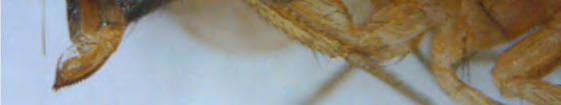De afgelopen jaren is er echter een nieuwe, zeer schadelijke soortgenoot van de fruitvlieg in opmars, Drosophila suzukii (spotted wing Drosophila, Aziatische fruitvlieg of suzukivlieg).