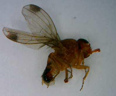 Beschrijving Uiterlijke kenmerken De volwassen vliegen hebben een lengte van ongeveer 2 3 mm. Ze hebben een zwartgestreept, lichtbruin achterlijf. En de ogen zijn rood-oranje.