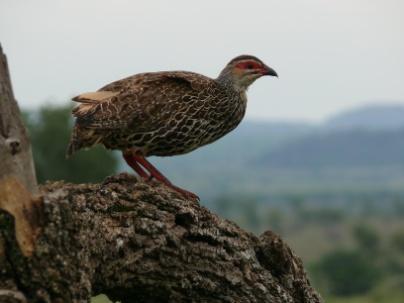 Dag 2 Kitgum Op de eerste dag van uw rondreis in Oeganda vertrekt u naar het Kidepo Valley National Park. Het is een lange reis welke onderbroken zal worden door een overnachting in Kitgum.