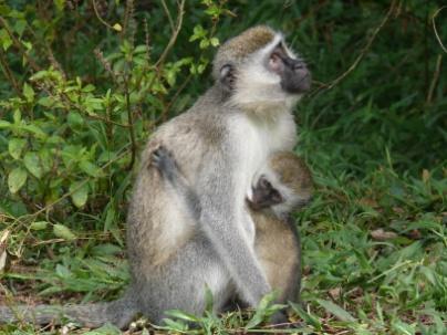 Dag 19 Lake Mburo National Park De legende Twee broers, genaamd Kigarama en Mburo woonden eens in een grote vallei.