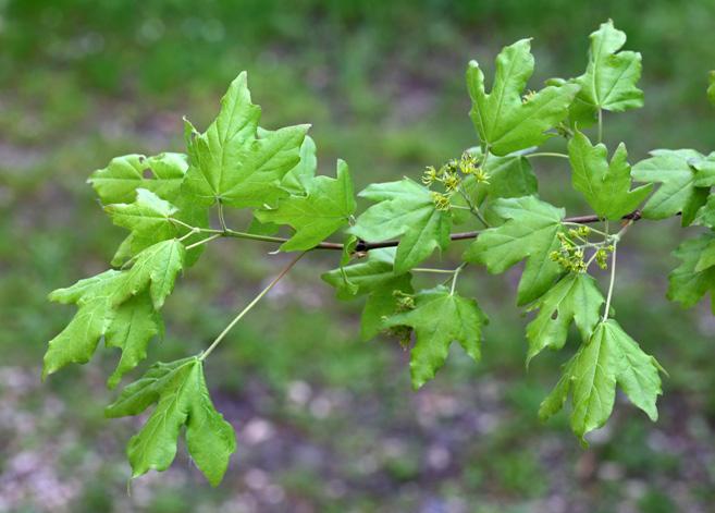 Corylus