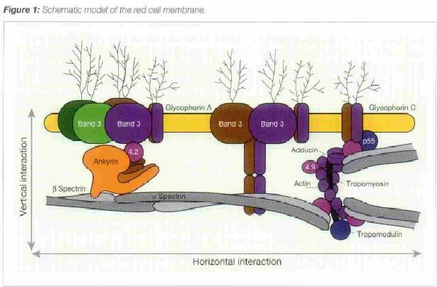 Richtlijn voor Diagnostiek en Behandeling van Hereditaire Sferocytose Nederlandse Vereniging voor Kindergeneeskunde Sectie kinderhematologie-oncologie Auteurs: M. H. Cnossen 1, R. van Zwieten 2, D.