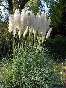 Plant in de kijker: Cortaderia selloana, het pampagras Als je door het poortje aan de Balatkas het Herbetum binnenkomt, neem je het eerste wegje te beginnen van aan de rechterhaag.