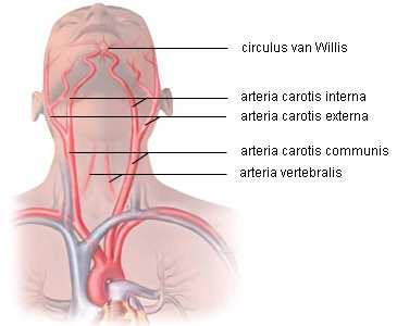 De halsslagaders De belangrijkste slagaders in het hoofd zijn de linker en rechter halsslagader. Ze ontspringen vlak boven het hart uit de grote lichaamsslagader (aorta).