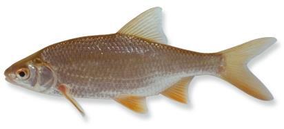 Blankvoorn en brasem zijn belangrijke sportvissen, vooral voor de recreatievisser.
