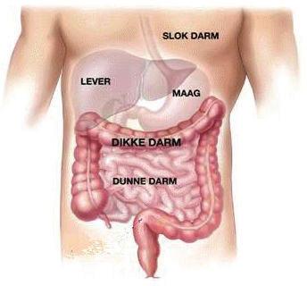 De dikke darm (colon) is het laatste gedeelte van de darm en is ongeveer 1,5 m lang.